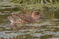 Eurasian Teal Anas crecca