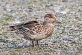 Eurasian Teal Anas crecca