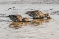 Eurasian Teal Anas crecca crecca