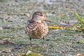 Eurasian Teal Anas crecca crecca