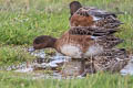 Eurasian Wigeon Mareca penelope