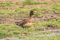 Eurasian Wigeon Mareca penelope