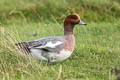 Eurasian Wigeon Mareca penelope