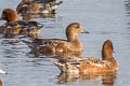 Eurasian Wigeon Mareca penelope