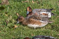 Eurasian Wigeon Mareca penelope