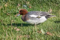 Eurasian Wigeon Mareca penelope