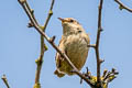 Eurasian Wren Troglodytes troglodytes indigenus