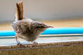 Eurasian Wren Troglodytes troglodytes indigenus