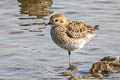 European Golden Plover Pluvialis apricaria