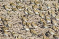 European Golden Plover Pluvialis apricaria