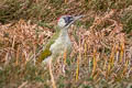 European Green Woodpecker Picus viridis viridis