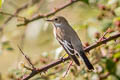 European Pied Flycatcher Ficedula hypoleuca hypoleuca