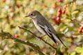 European Pied Flycatcher Ficedula hypoleuca hypoleuca