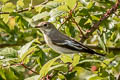 European Pied Flycatcher Ficedula hypoleuca hypoleuca