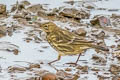 European Rock Pipit Anthus petrosus petrosus