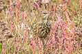 European Rock Pipit Anthus petrosus petrosus