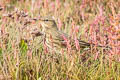 European Rock Pipit Anthus petrosus petrosus