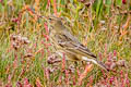 European Rock Pipit Anthus petrosus petrosus