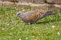 European Turtle Dove Streptopelia turtur turtur