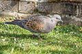 European Turtle Dove Streptopelia turtur turtur