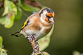 European Goldfinch Carduelis carduelis britannica