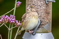 European Greenfinch Chloris chloris harrisoni