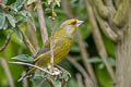 European Greenfinch Chloris chloris harrisoni