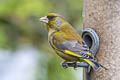 European Greenfinch Chloris chloris harrisoni