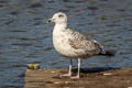 European Herring Gull Larus argentatus argenteus 