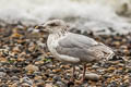 European Herring Gull Larus argentatus argenteus 