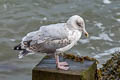 European Herring Gull Larus argentatus argenteus 