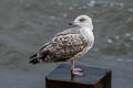 European Herring Gull Larus argentatus argenteus 