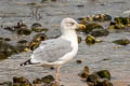 European Herring Gull Larus argentatus argenteus 