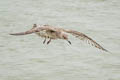 European Herring Gull Larus argentatus argenteus 