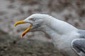 European Herring Gull Larus argentatus argenteus 