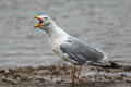 European Herring Gull Larus argentatus argenteus 