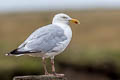 European Herring Gull Larus argentatus argenteus 