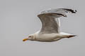 European Herring Gull Larus argentatus argenteus 