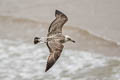 European Herring Gull Larus argentatus argenteus 