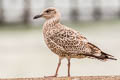 European Herring Gull Larus argentatus argenteus 