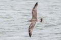 European Herring Gull Larus argentatus argenteus 