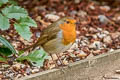 European Robin Erithacus rubecula melophilus