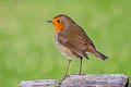 European Robin Erithacus rubecula melophilus