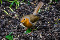 European Robin Erithacus rubecula melophilus