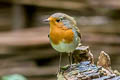 European Robin Erithacus rubecula melophilus