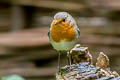 European Robin Erithacus rubecula melophilus