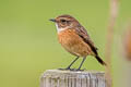 European Stonechat Saxicola rubicola hibernans