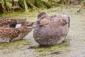 Gadwall Mareca strepera strepera