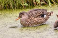 Gadwall Mareca strepera strepera