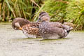 Gadwall Mareca strepera strepera